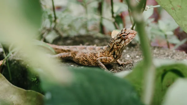 Lagarto Jardim Marrom Rastejando Chão Busca Lugar Adequado Para Enterrar — Fotografia de Stock