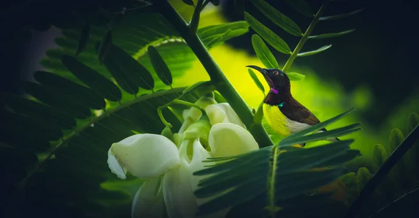 Szkarłatny Gołąb Pijący Nektar Kwiatów Sesbania Grandiflora — Zdjęcie stockowe