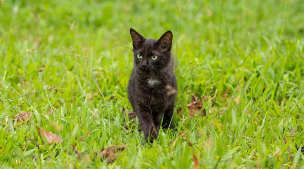 Junge Dunkelbraune Katze Spaziert Gras — Stockfoto