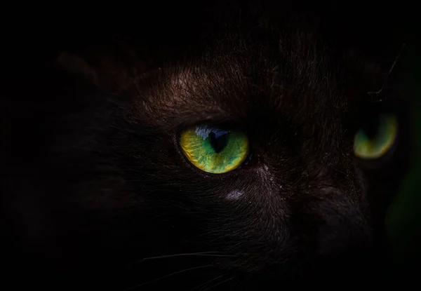 Gruselige Schwarze Katzenaugen Mit Makro Nahaufnahme — Stockfoto