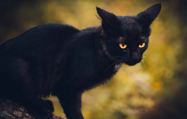 Vahşi Doğadaki Kara Kedi Sarı Parlayan Gözler — Stok fotoğraf