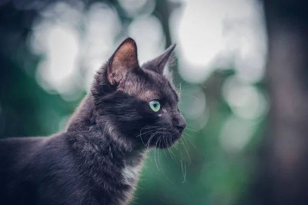 Cara Gato Fecha Fotografias Vista Lateral Ambiente Natural — Fotografia de Stock