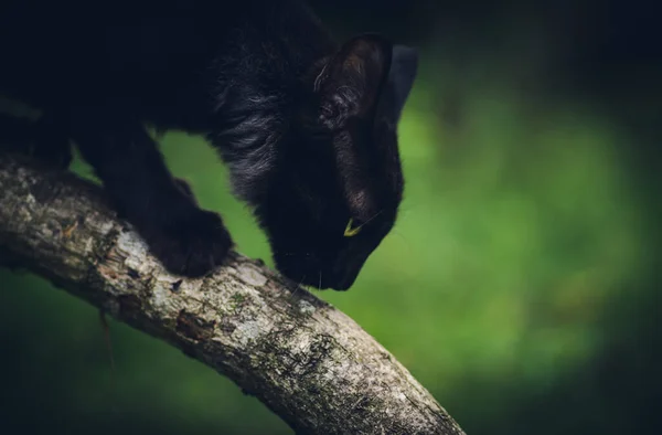 Istinto Omicida Gatto Accovacciato Accovacciato Verso Preda Scende Ramo Albero — Foto Stock