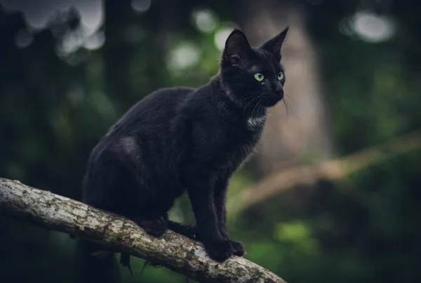 Fekete Macska Sötét Környezetben Mozdulatlanul Egy Faágon — Stock Fotó