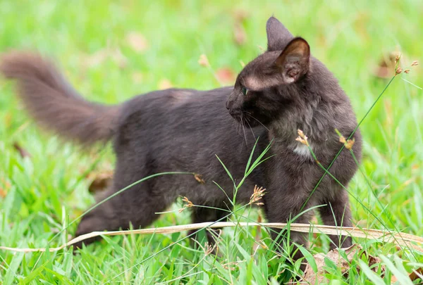 Genç Koyu Kahverengi Kedi Çim Tarlasına Bakıyor — Stok fotoğraf
