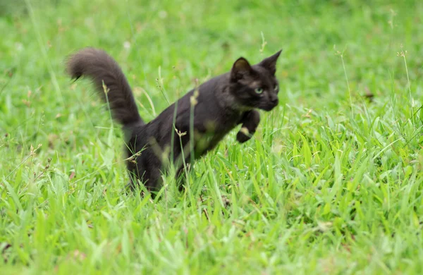 Çimlerin Üzerinde Zıplayan Kedi Genç Neşeli Sevimli Evcil Hayvan — Stok fotoğraf