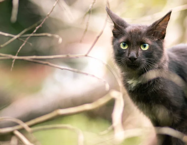 Doğal Ortamındaki Kedi Bir Ağaç Dalında Oturuyor Yapraksız Dalların Arasından — Stok fotoğraf