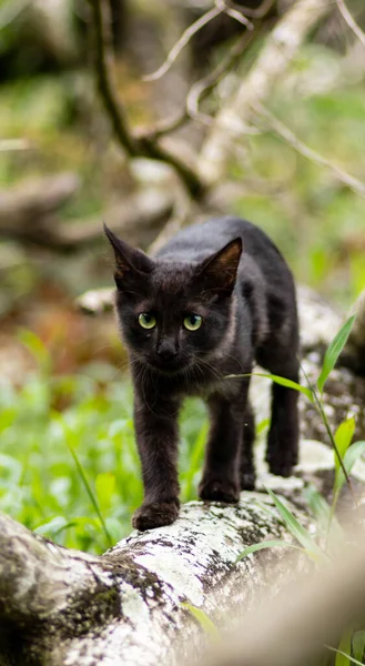 Kara Kedi Devrilmiş Bir Ağaç Gövdesinde Kameraya Doğru Ilerliyor — Stok fotoğraf