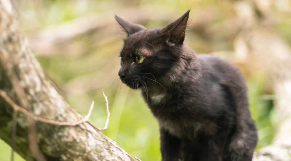 Gato Hábitat Natural Sentado Una Rama Árbol —  Fotos de Stock