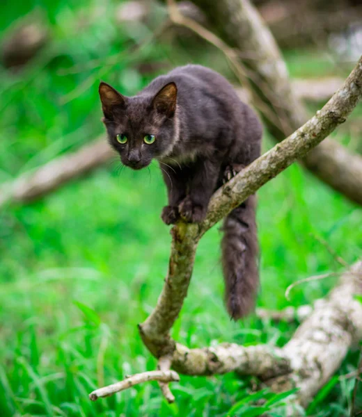 Gato Sentado Borda Galho Uma Árvore Caída — Fotografia de Stock