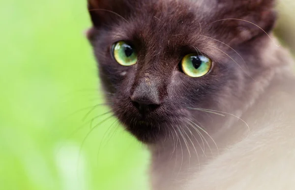 Şirin Genç Kahverengi Bir Kedi Kameraya Bakar Yeşil Gözlü Yakından — Stok fotoğraf