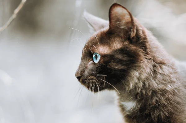 Kedi Yüzü Kapanıyor Genç Kahverengi Bir Kedinin Yan Görüntüsü — Stok fotoğraf
