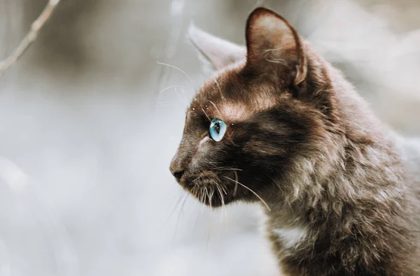 Cat Faccia Chiude Vista Laterale Giovane Gattino Marrone — Foto Stock