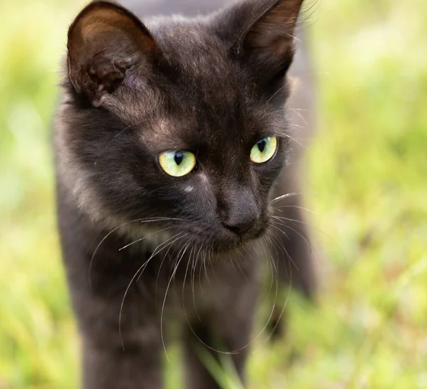 Cat Camminare Nell Erba Vicino Vista Frontale — Foto Stock