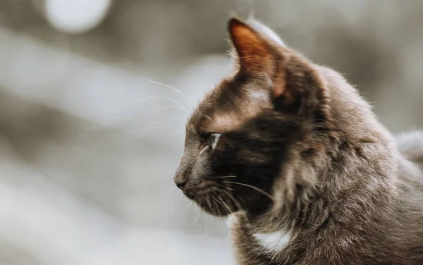 Şirin Tüylü Hayvanlar Yakından Bakınca Kedilerin Yüzü — Stok fotoğraf