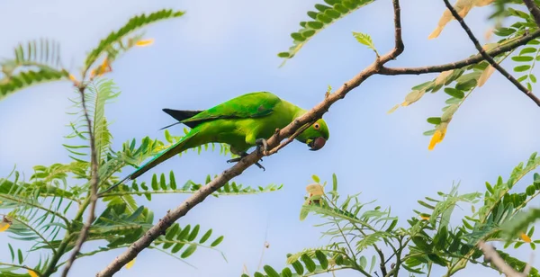 Rosa Anillo Verde Periquito Comer Semillas Hojas Vista Desde Ángulo —  Fotos de Stock