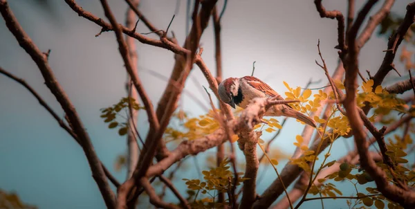 Dům Vrabčák Sedí Větvi Stromu Odpočívá Čistí Peří — Stock fotografie
