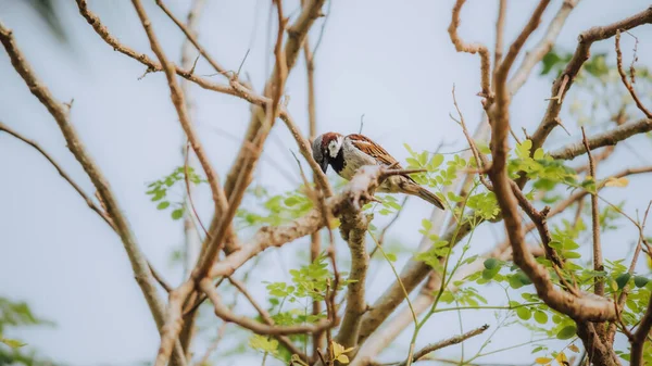 家养的麻雀栖息在树枝上 悠闲地坐着 擦着羽毛 — 图库照片