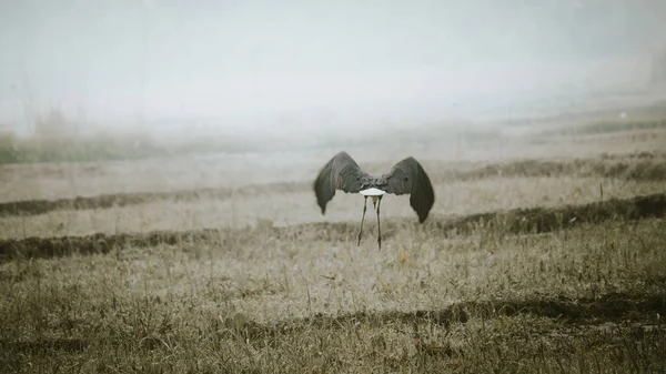 毛茸茸的鹤在稻田里飞翔 雾蒙蒙的天空中展开了翅膀 — 图库照片