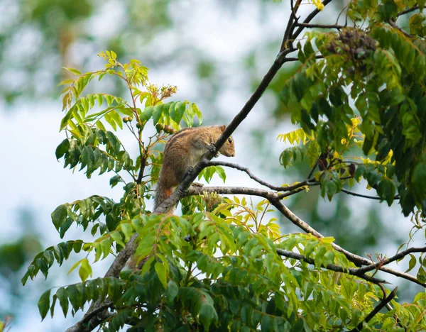 Squirrel Its Natural Tropical Habitat Resting Treetop Beauty Wild Royalty Free Stock Photos