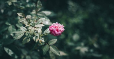 Light pink rose flower isolated, dew on the foliage and the petals, dewdrops shining like diamonds in the morning,