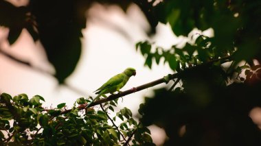 Rose-ringed parakeet resting on a star fruit tree branch in the evening.