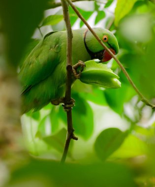 Rose ringed parakeet eating seeds of a star fruit. holding the fruit in one leg and peeling off the meaty part till find the seeds inside.