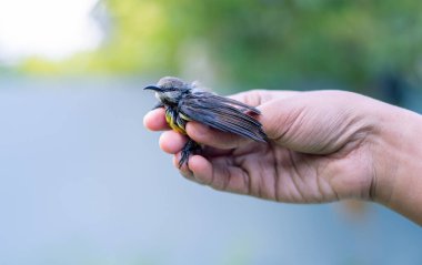 Rescued newborn baby bird holding softly in the fingers by a kind girl. Crimson-backed sunbird hatchling abandoned by parent birds, the concept of helping hands to the animals.