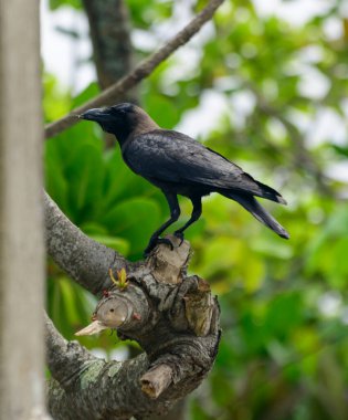 Beautiful black wild crow perched on a tree branch.