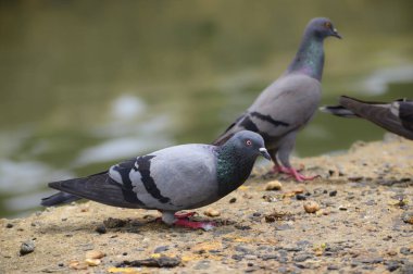 A flock of hungry pigeons feeding in the junk food in the streets near the water stream.