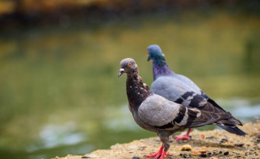 Beautiful cute street pigeon pair standing near a water stream in the background. Bright yellowish-orange eyes, close-up birds portraiture photograph.