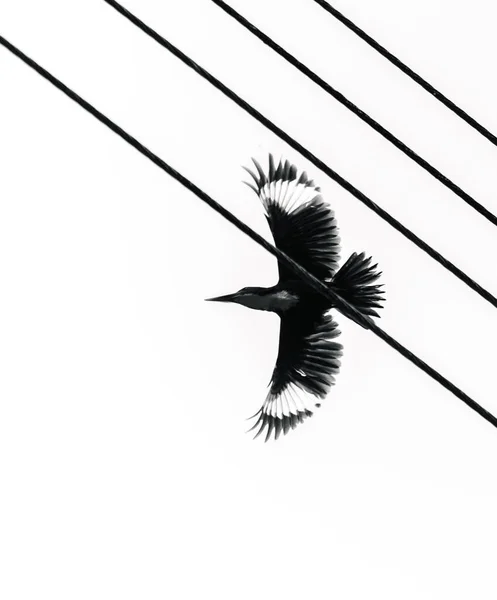 Myna小鸟在蓝天的映衬下飞行 从下方俯瞰着整个翅膀 — 图库照片