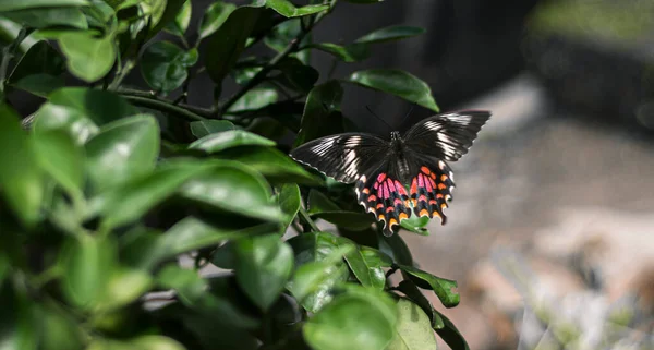 一只硕大的燕尾蝶 美丽的Pachliopta Hector蝴蝶在石灰树上产卵 从后面俯瞰着整个翅膀 — 图库照片