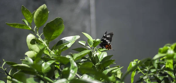 一只燕尾蝶 美丽的Pachliopta Hector蝴蝶在石灰树上产卵 侧视照片 — 图库照片
