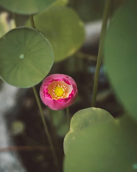 Beautiful Lotus Flower Rise Mud Pond Lotus Leaves Overhead View — Foto de Stock