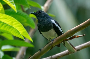 Doğulu saksağan bülbülü bahçedeki bir guava ağacının dalına tünemiş portreyi kapatıyor..
