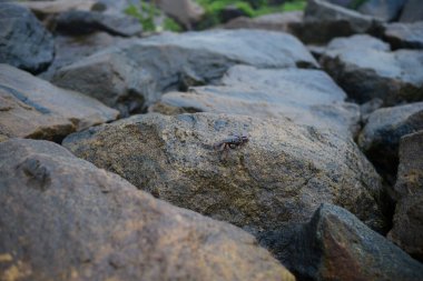 Issız bir yengeç sahildeki ıslak kayanın üzerinde yürüyor..