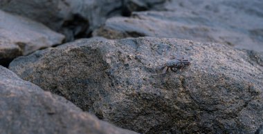 Issız bir yengeç sahildeki ıslak kayanın üzerinde yürüyor..