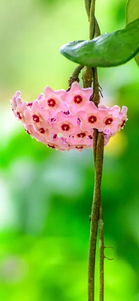 Розовые Цветы Хойя Восковая Звезда Форме Красивых Цветов Хойя — стоковое фото