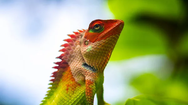 Colorful Garden Lizard Close Macro Portraiture Photo Vivid Bright Colors — Stock Photo, Image