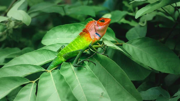 一般的な緑の森のトカゲの大きな緑の葉の上に座って 熱帯雨林で日光浴 自然なボケの背景 スリランカの美しい野生動物写真 — ストック写真