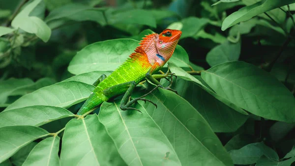 Lagarto Florestal Verde Comum Sentado Cima Grandes Folhas Verdes Banhos — Fotografia de Stock