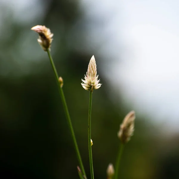 배경에 맞서는 아르겐 Celosia Argentea 알려진 — 스톡 사진