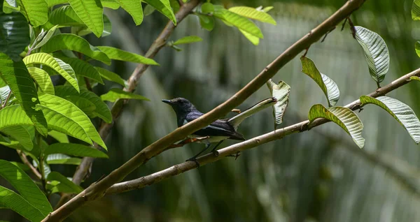 东方喜鹊知更鸟栖息在花园的番石榴树枝上 — 图库照片