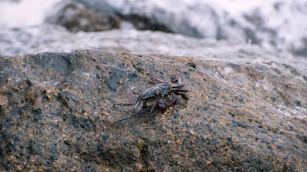 Odizolowany Krab Spacerujący Mokrej Skale Plaży — Zdjęcie stockowe
