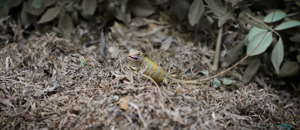 Schwangere Garteneidechse Frisst Boden Und Kaut Kleine Insekten Die Unter — Stockfoto