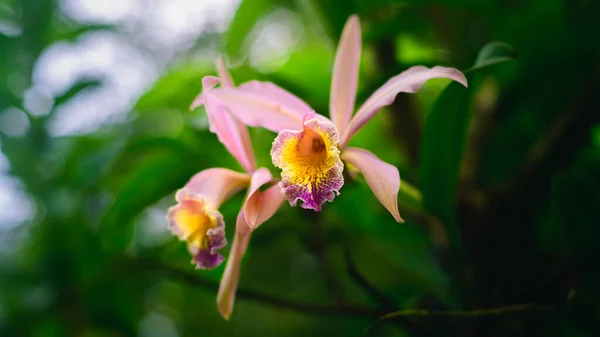 Цветы Каттлеи Орхидеи Пара Больших Ароматных Цветов Цветут Дикой Природе — стоковое фото