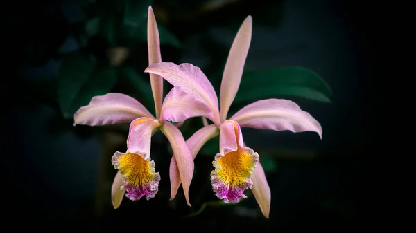 Пара Красивых Орхидей Каттлея Темном Фоне Красивых Розовых Цветов Природы — стоковое фото