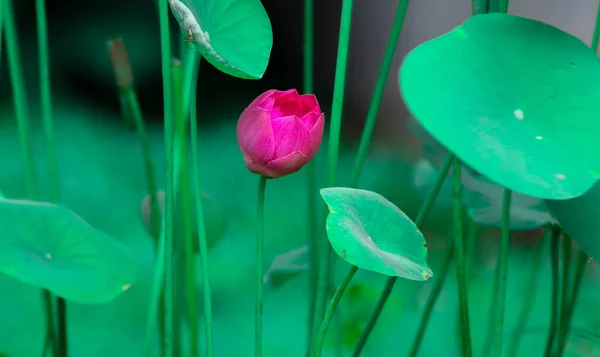 Изолированный Красивый Цветок Лотоса Поднимается Над Грязью Светит Утреннем Свете — стоковое фото