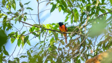 Orange minivet male (Pericrocotus flammeus) bird perched in tree branch at Sinharaja Forest Reserve
